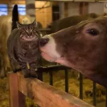 Séjour à la ferme Jokelehof