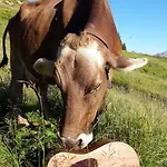 Jokelehof Séjour à la ferme Au (Bregenz)