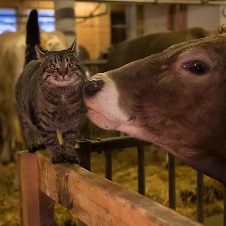 Çiftlik konaklama Jokelehof