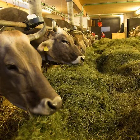 Jokelehof Çiftlik konaklama