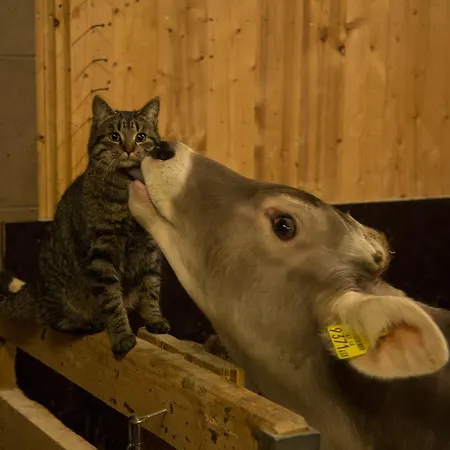 Çiftlik konaklama Jokelehof *