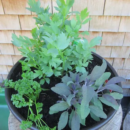 Çiftlik konaklama Jokelehof Au (Bregenz)